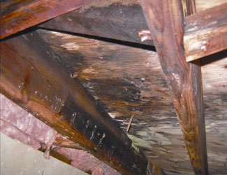 mold and rot in a Lansing crawl space