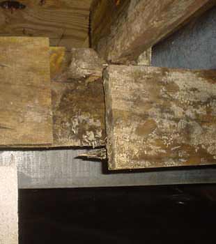 Extensive basement rot found in Kalamazoo by Ayers Basement Systems