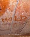 The word mold written with a finger on a moldy wood wall in Kalamazoo