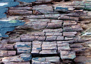 Dry rot damaging wood in Coldwater