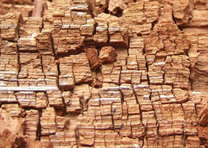 Wood severely damaged by dry rot damage in Coldwater