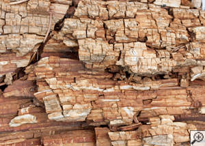Dry rot damage on wood in [city]