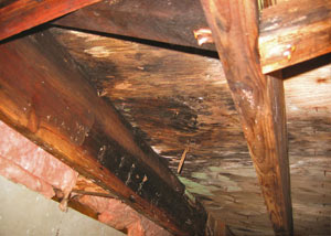 Extensive crawl space rot damage growing in [city]