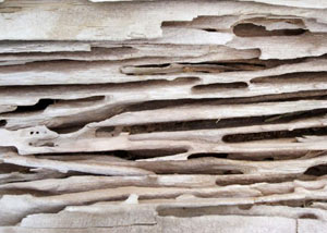 Carpenter ant tunnels and galleries in structural wood in a [city] home