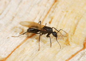 Closeup of a carpenter ant breeder in [city]