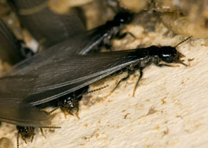 Closeup view of a termite new queen breeder in [city]