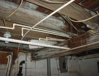 a humid basement overgrown with mold and rot in Niles
